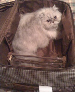 BB Packing Herself