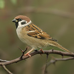 Sparrow