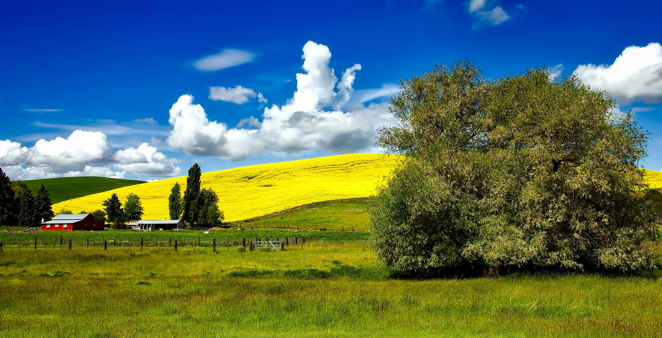 Parable of Mustard Seed